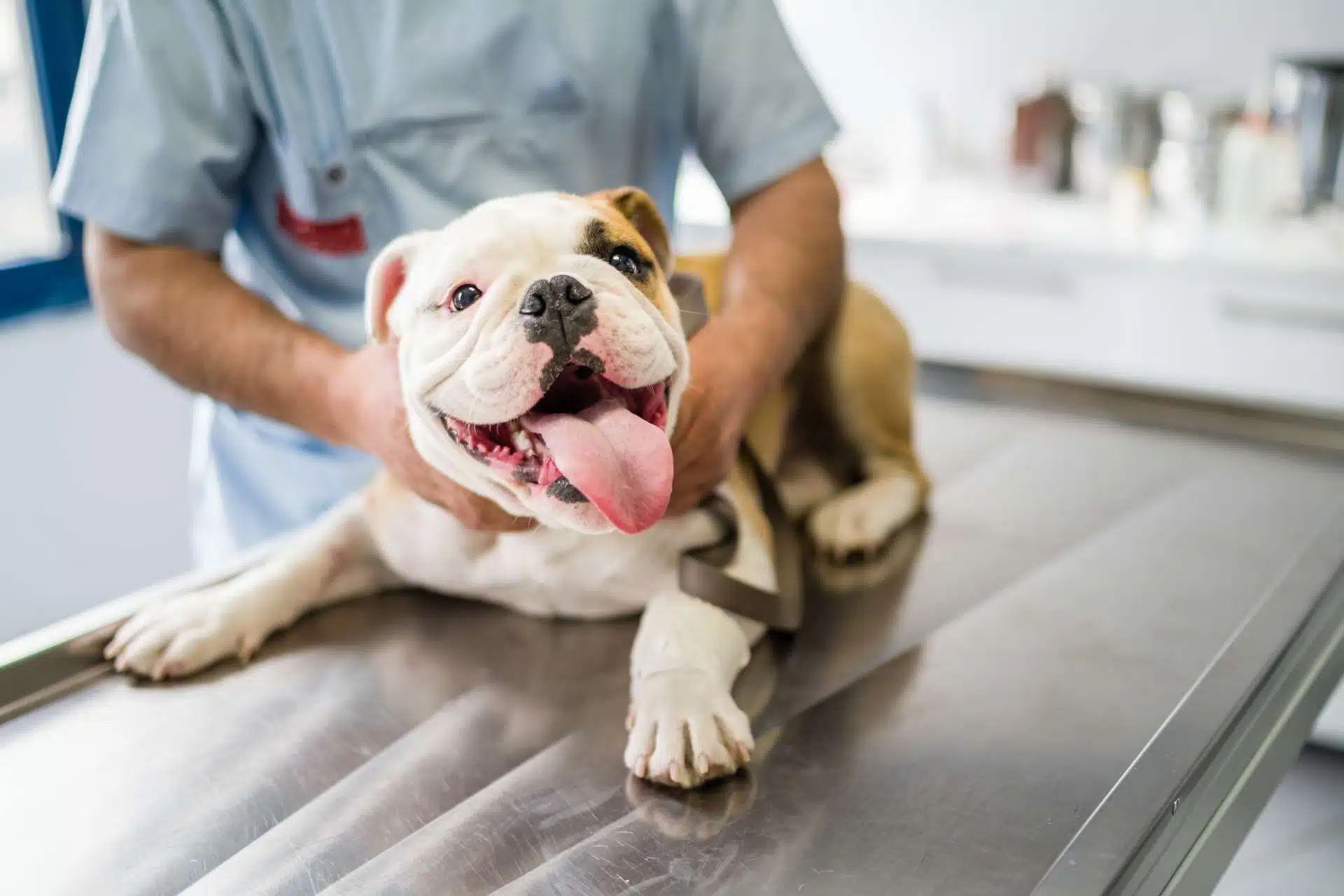 Veterinarian with Bulldog