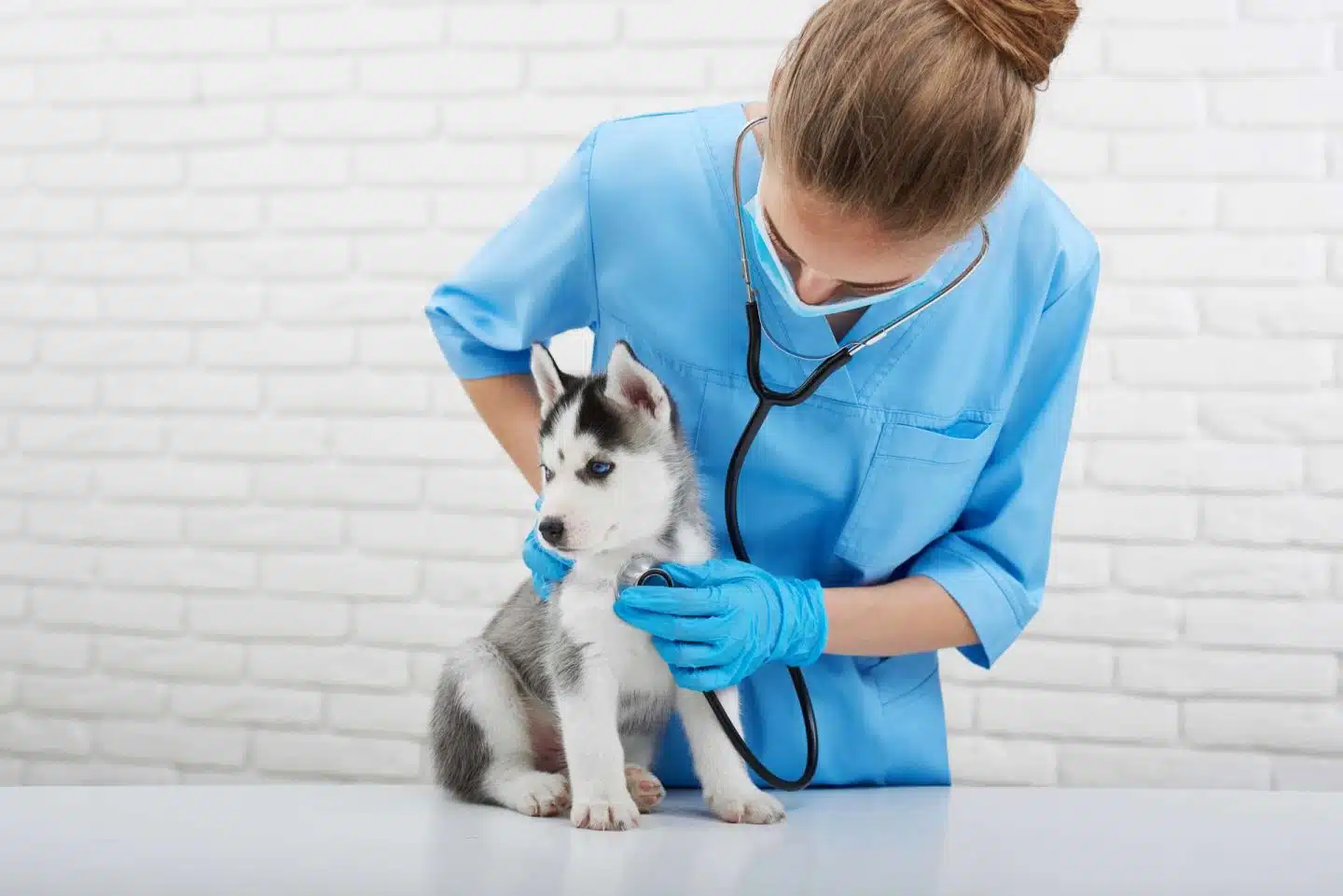 Veterinarian with Husky Puppy