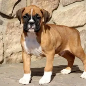 Boxer