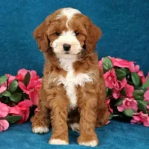 Cavapoo