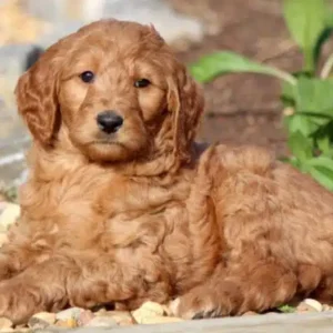 Goldendoodle