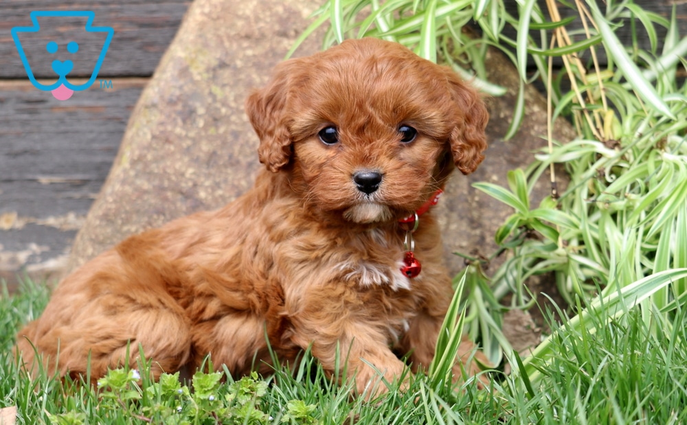 Maddison-Cavapoo