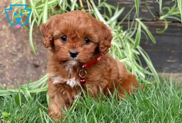 Maddison-Cavapoo2-640x435.jpg