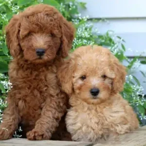 Mini Poodles