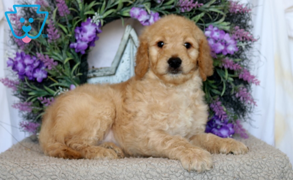 Paws-Goldendoodle