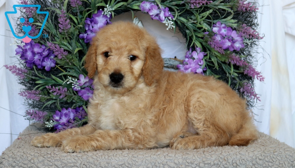 Paws-Goldendoodle2