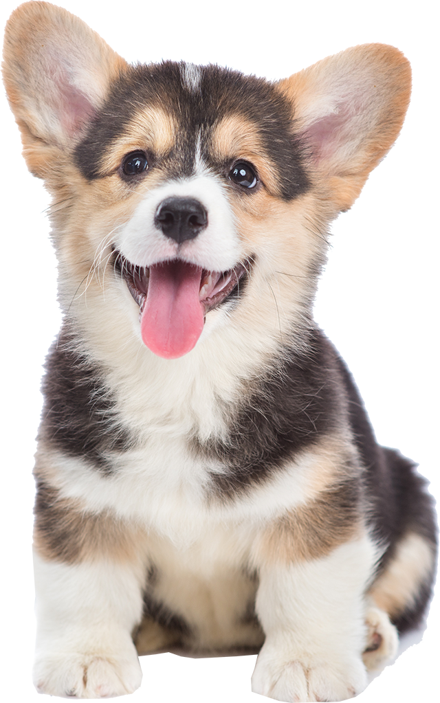 Corgi puppy