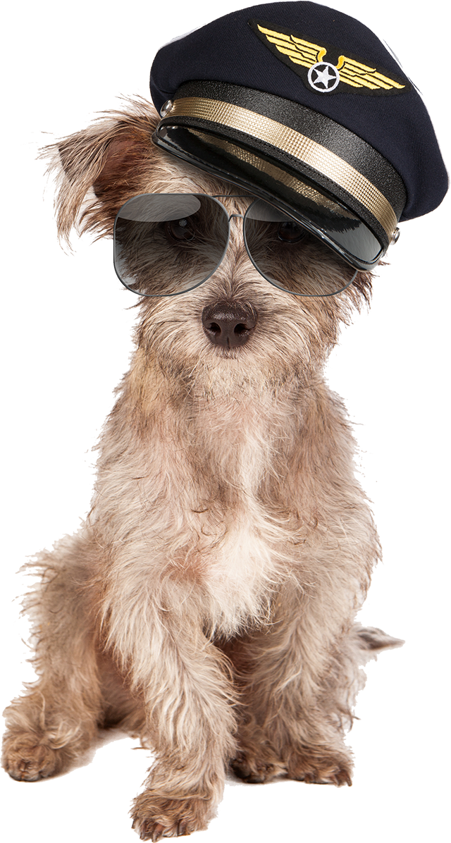 Puppy pilot